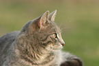 cat portrait