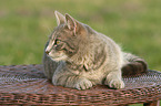 lying cat