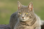 cat portrait
