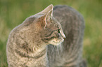 cat portrait