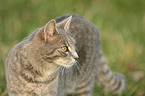 cat portrait