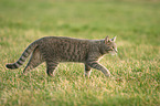 walking cat