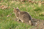 lying cat