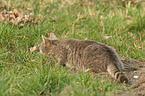 lying cat