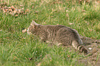 lying cat