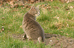 sitting cat
