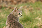 cat portrait