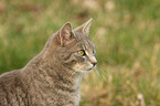 cat portrait