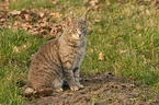 sitting cat