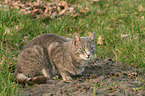 lying cat