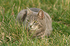 lying cat