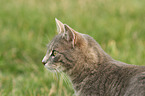 cat portrait