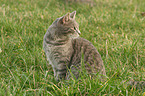 sitting cat