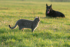 dog and cat