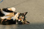 cat