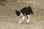 young cat