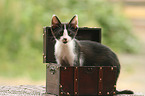 young cat