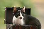 young cat