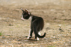 young cat