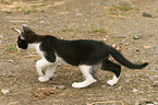 young cat