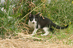 young cat