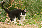 young cat