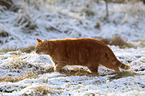 walking cat