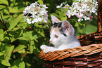 kitten