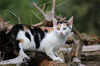 young cat