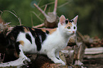 young cat