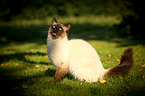 sitting crossbreed