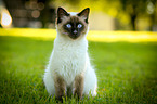 sitting crossbreed