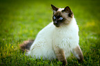 sitting crossbreed