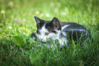 young cat