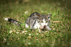 young cat