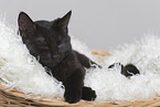 sleeping house cat