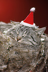 sleeping cat