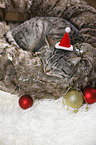 sleeping cat