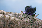 cat with hat