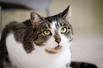domestic cat portrait