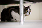 lying domestic cat