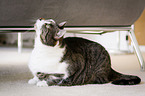lying domestic cat