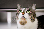 domestic cat portrait