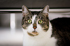 domestic cat portrait