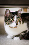 lying domestic cat