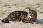 lying house cat