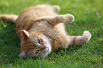 lying house cat