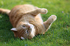 lying house cat