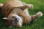lying house cat