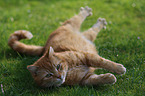 lying house cat